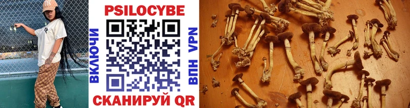 купить наркоту  Осташков  Псилоцибиновые грибы Psilocybe 